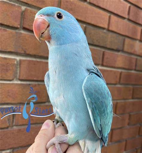 indian ringneck birds for sale|female indian ringneck for sale.